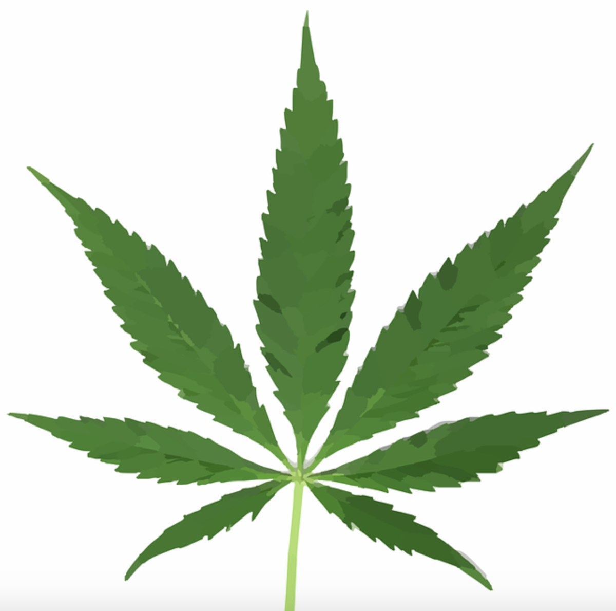 marijuana leaf