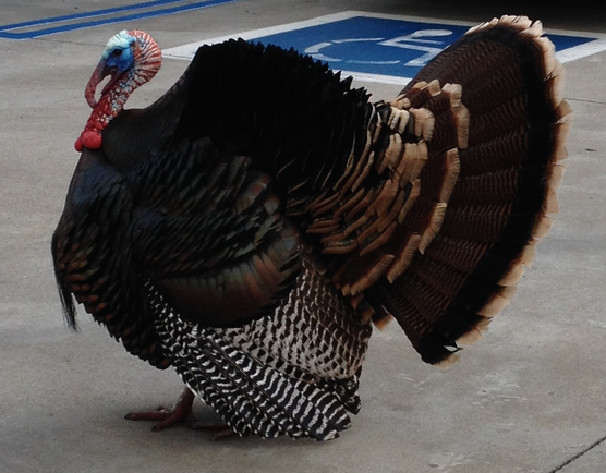 How Many Turkey Stocks Can You Name? The Thanksgiving Stock Portfolio