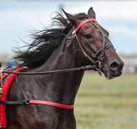 How to Invest in the Kentucky Derby & Horse Racing