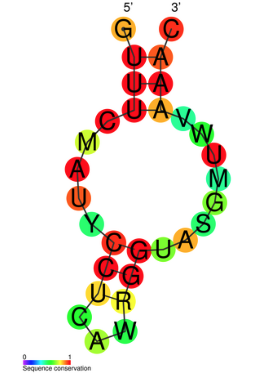 CRISPR Diagram