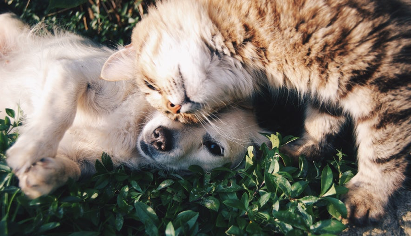 How to Get Your Paws on Some Pet Stocks