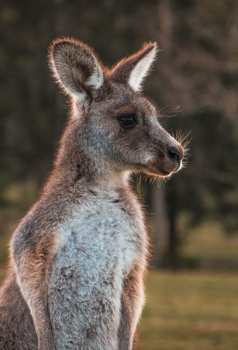 Australian Stock Exchange is the First to Use Blockchain