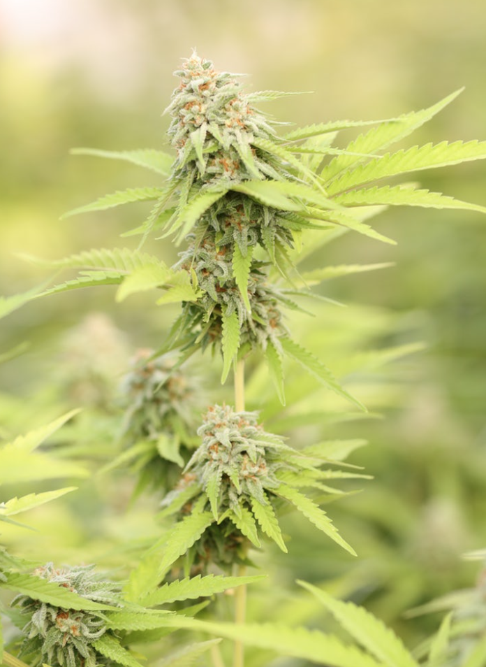 Marijuana Legalization & Top Pot Stocks