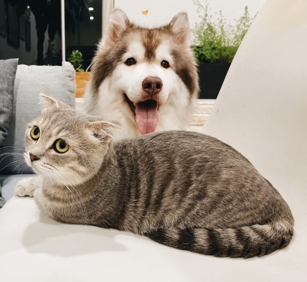 dog and cat