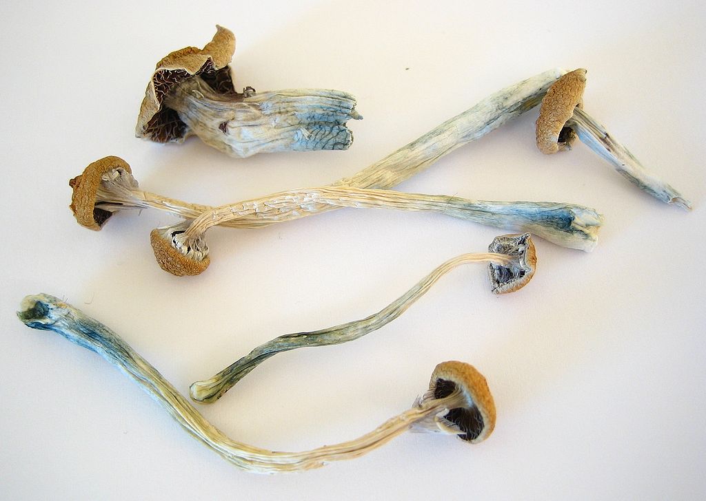 Psilocybe Mushrooms Cubensis