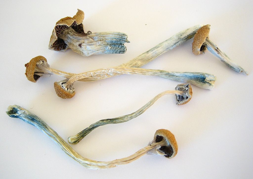 Top 17 Psilocybin Magic Mushroom Stocks & Other Psychedelic Stocks