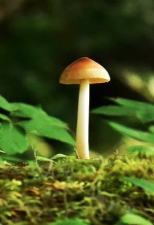 Magic Mushroom