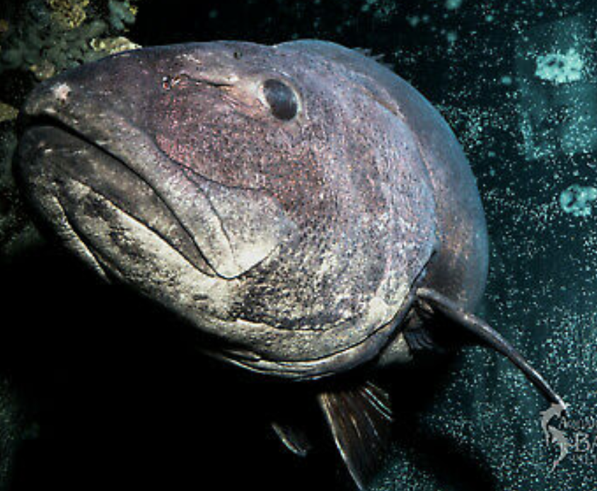 You Can Buy an NFT to Name the Giant Sea Bass of the San Francisco Aquarium of the Bay