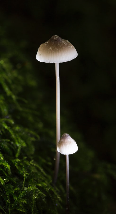 mushrooms