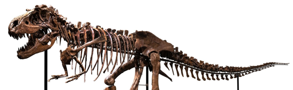 Have You Ever Thought About Investing in Dinosaur Bones?