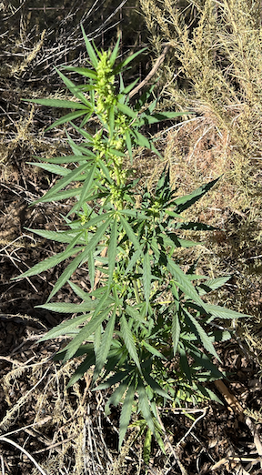 marijuana plant